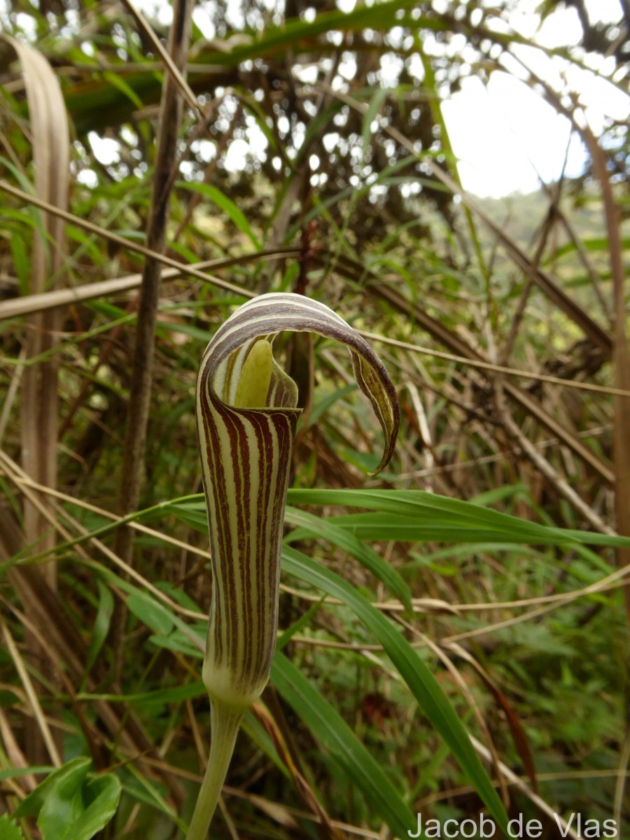 Arisaema leschenaultii Blume
